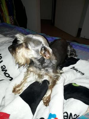 Vendo Mi Esnauser