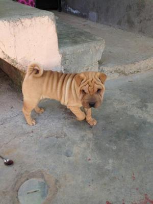 Vendo Mi Shar Pei