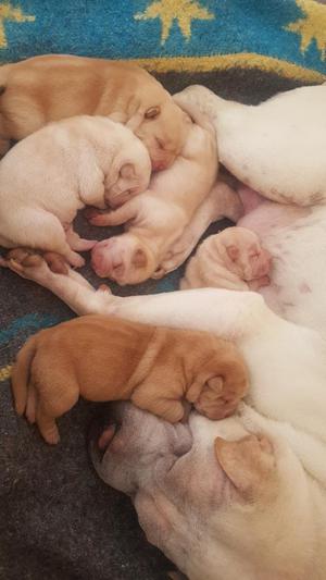 Vendo Mis Cachorros Shar Pei