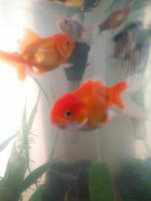 Vendo Pareja de Goldfish