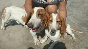 Venta de Pareja de Bassent Hound Ocasion