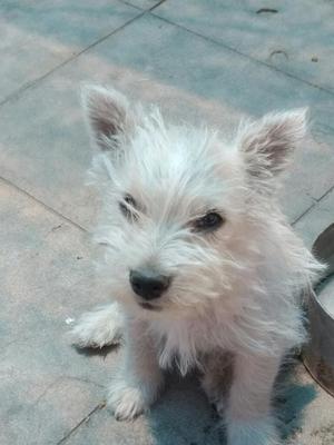 Westy Terrier de 2 Meses