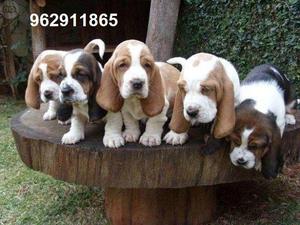 basset hound cachorros