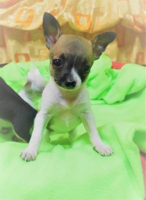 bebe chihuahua