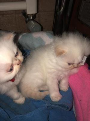 gatitos persa lindos desparasitados cremas y negritos