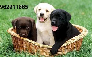 labrador cachorros