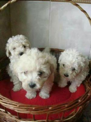 Bichon Frise