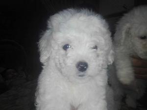 Bichon Frise Bellos