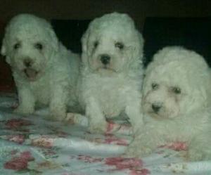 Bichon Frise Originales