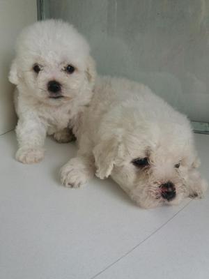 Bichon Frisse Cachorritos