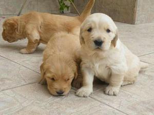 CACHORROS GOLDEN BELLOS MACHO HENBRA