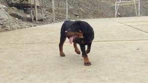 Cachorra Rottweiler