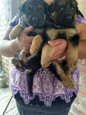 Cachorros Pastor Aleman