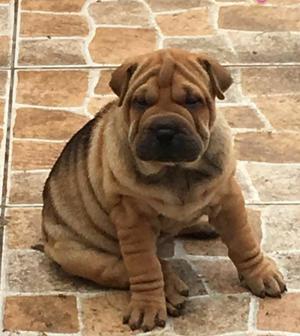 Cachorros Sharpei