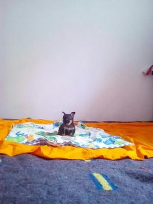 Chihuahua Mini Toy Cabeza de Manzana