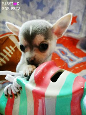 Chihuahua Passion For Pets