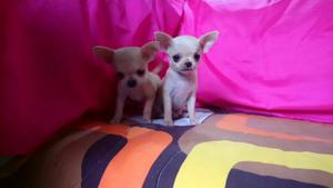 Hermosos Chihuahuas Toy