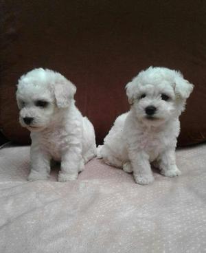 Hermosos cachorros Bichon Frise