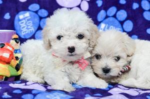 Lindos Cachorros Poodle Toy ❤ Vacunados ❤ Fotos Reales