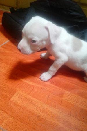 Pitbull Cachorro Color Blanco