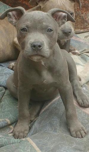 Pitbull Hembra 2 Meses