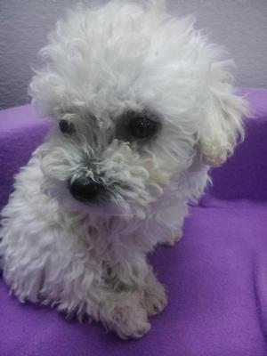 Poodle Cachorro