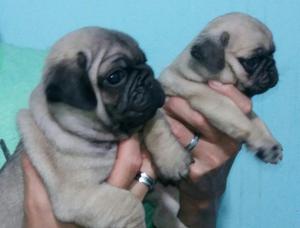 Pug 