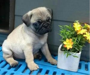 Pug Carlino