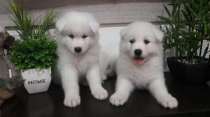 Samoyedo Hermosos Cachorros de Exposició