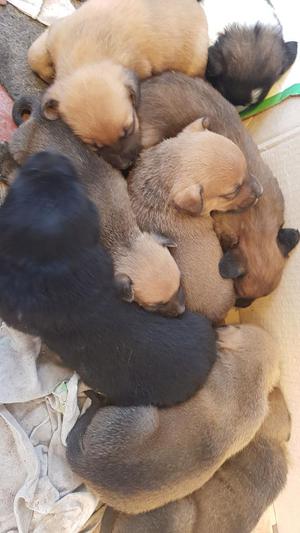 Se Dan en Adopcion Hermosos Perritos.