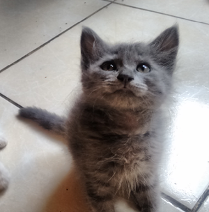 Se vende gatito angora machito de 2 meses de edad