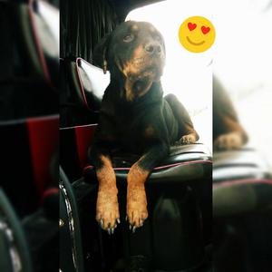 Servicio de Monta Rottweiler