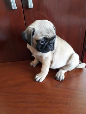 Vendo 2 Cachorros Pug