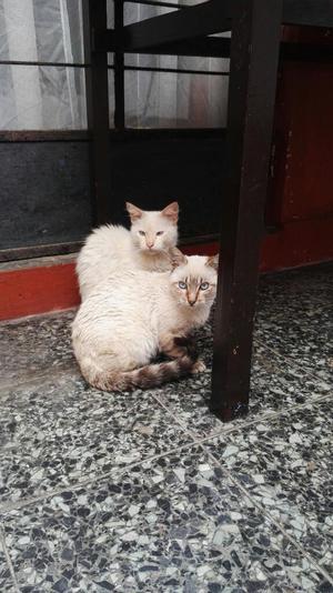 Vendo Gatitos de Raza Angora Y Siames