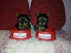 Yorkshire Terrier mini toy pequeñisisimos cachorros pelo