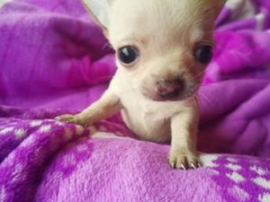 Última Chihuahua Manzana Hembra