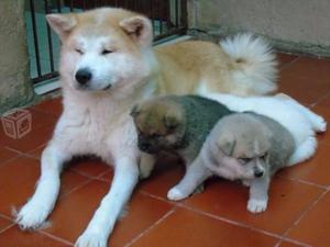 AKITA CACHORRITOS DE RAZA