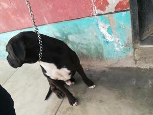Adopcion