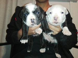 American Pit Bull Bully Cachorros