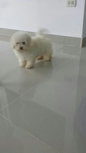 Bichon