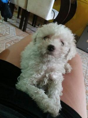 Bichon Frise