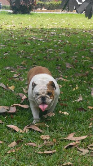 Bulldog Hembra de 11 Meses