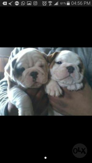 Bulldog Ingles Cachorros