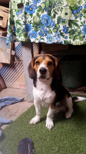 Busco Novia para Mi Beagle