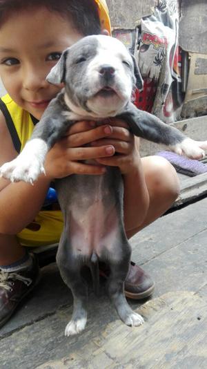 Cachorro Fucion American Bully