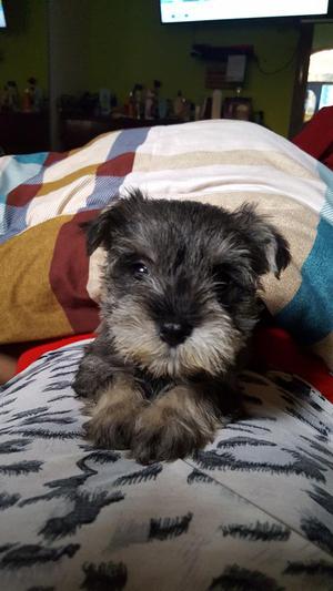 Cachorro Schnauzer