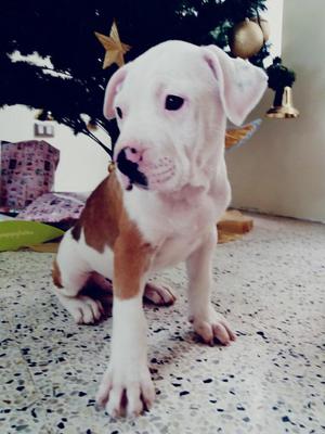 Cachorros