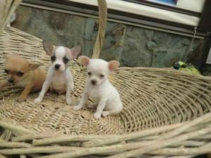 Cachorros Chihuahuas Blancos Miniaturas