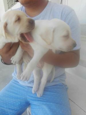 Cachorros Labradores