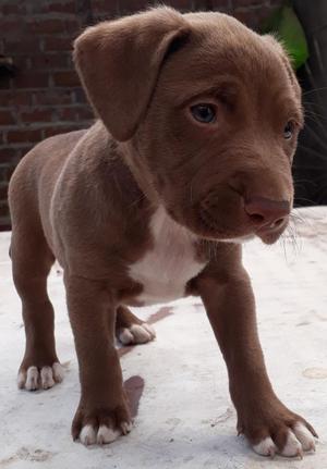 Cachorros Pitbull